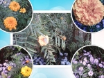 Collage of flowers