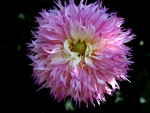 FallDahlia