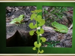 FRAMED FROGS