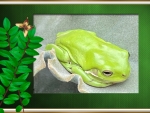 FRAMED FROG