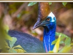 CASSOWARY BIRD.