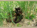 CAT IN THE GARDEN