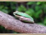 FRAMED FROG