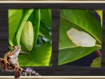 FRAMED FROGS