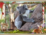 FRAMED KOALA