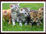 CUTE KITTIES