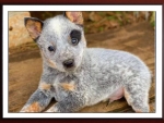BLUE HEELER PUPPY