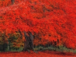 red maple