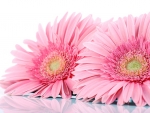 Gerberas