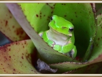 FRAMED FROG