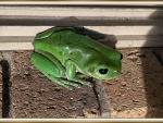 FRAMED FROG