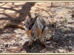 CUTE WALLABY