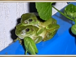 FRAMED FROGS