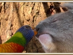 PARROT KISSING A KOALA