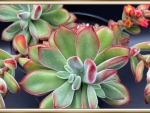 LOVELY SUCCULENT