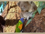 PARROT AND KOALA