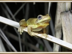 FRAMED FROG