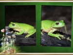 FRAMED FROGS