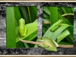 FRAMED FROGS