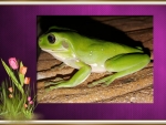 FRAMED FROG
