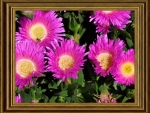 FRAMED FLOWERS