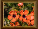FRAMED FLOWERS