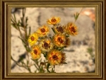FRAMED FLOWERS