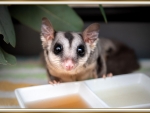 SUGAR GLIDER