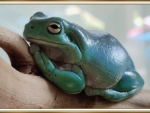 BIG FROG