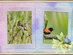 FRAMED BIRDS