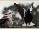 KOOKABURRA AND MAGPIE