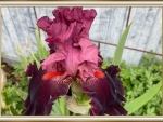 PRETTY IRIS