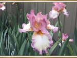 LOVELY IRIS