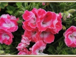 PRETTY GERANIUM