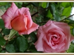 BEAUTIFUL ROSES