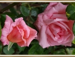 LOVELY ROSES