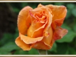 PRETTY ROSE