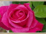 LOVELY ROSE