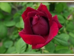 BEAUTIFUL ROSE