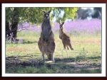 KANGAROOS