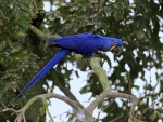 Hyacinth Macaw
