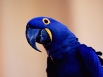 Hyacinth Macaw
