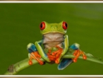 LOVELY FROG