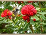 BIRD ON WARATAH FLOWER