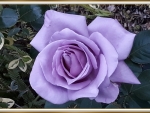 PURPLE ROSE