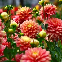 Dahlias