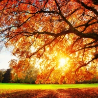 Autumn sun