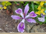 PRETTY IRIS