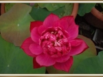 LOVELY LOTUS FLOWER