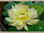 LOTUS FLOWER
